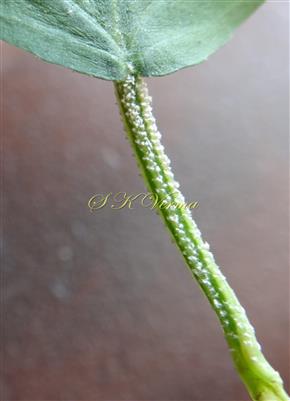  Petiole (Adaxial view)